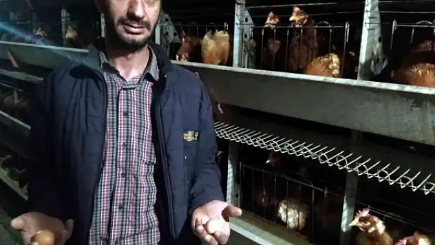 Yumurta üreticileri devletten destek bekliyor