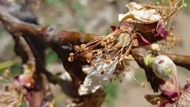 Kayısı üreticisi destek bekliyor