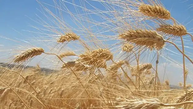 Buğdayın kilosu en yüksek 5 lira 483 kuruştan satıldı