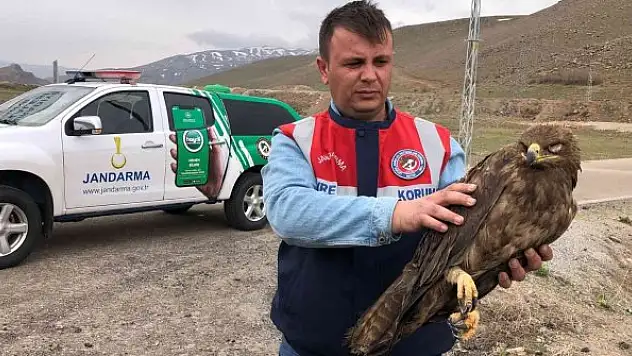 Yaralı kartal tedaviye alındı