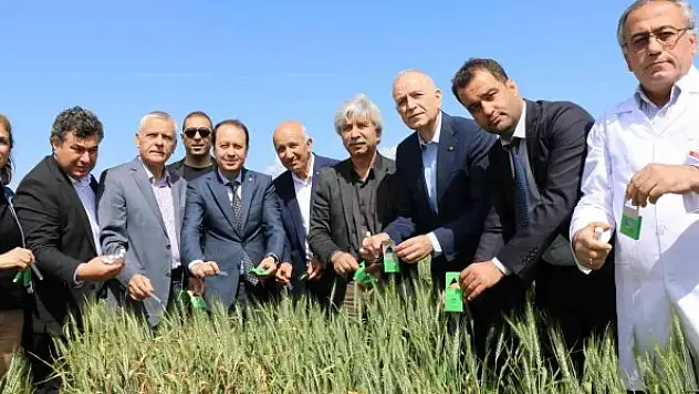 Buğdayın düşmanı süne, avcı böceklerle yok ediliyor