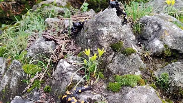 'Doğanın gizli kahramanları' böcekler iş başı yaptı