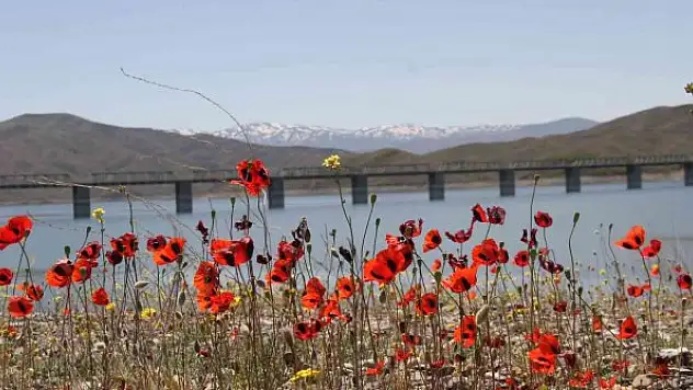 Gelinciklerin görsel şöleni