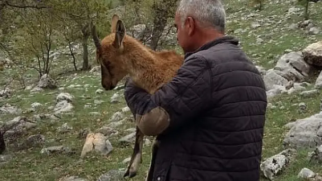 Yaralı keçiyi 2 kilometre taşıdı