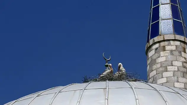 Leylekler 20 yıldır aynı kubbeye yuva kuruyor