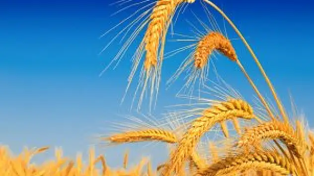 Buğdayda son 77 yılın en yüksek rekoltesi bekleniyor