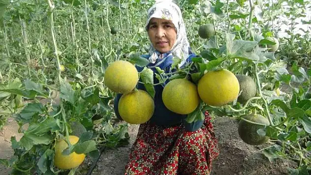 Mersin'de örtü altı kavun hasadı başladı