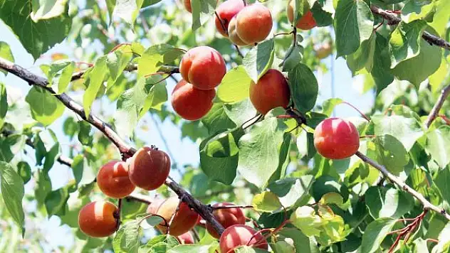 Erkenci kayısılar hasat için gün sayıyor