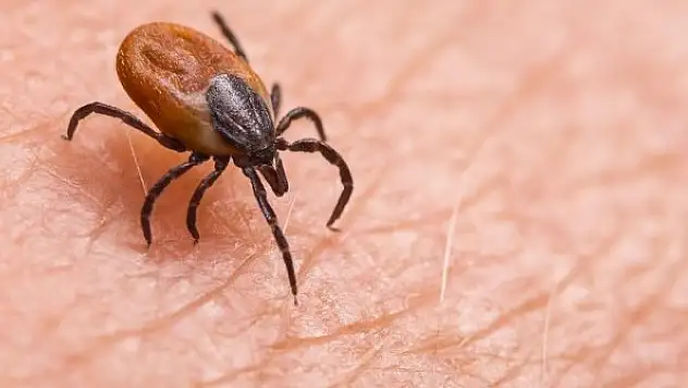 Havaların ısınmasıyla keneler arttı