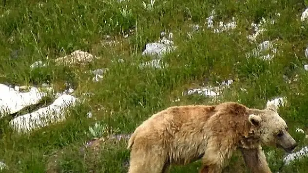 Kış uykusundan uyanan boz ayı yiyecek ararken görüntülendi