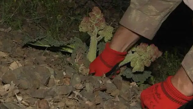 Bu bitkiyi toplamak için gökyüzü aydınlanmadan yola çıkıyorlar