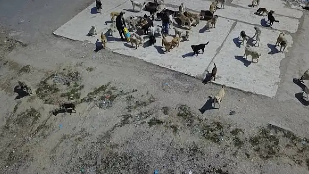 Sokak köpekleri, resmi plakalı kamyonla çöplüğe bırakıldı