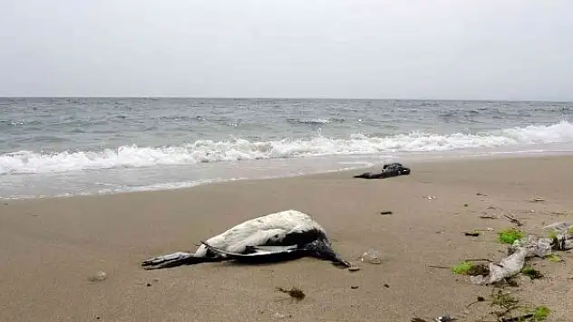 Karadeniz'de kuş ölümleri devam ediyor