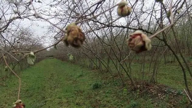 Fındık kozalak akarında mücadele zamanı