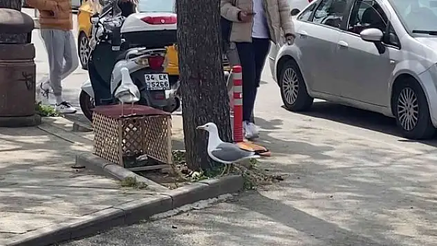 Martı kaldırıma yuva yaptı