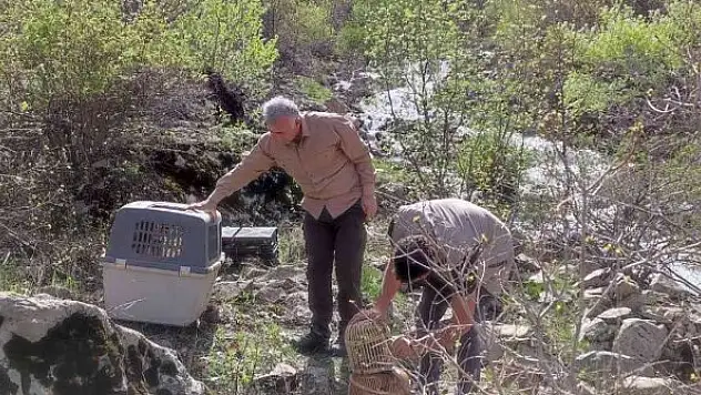 25 kınalı keklik doğaya salındı