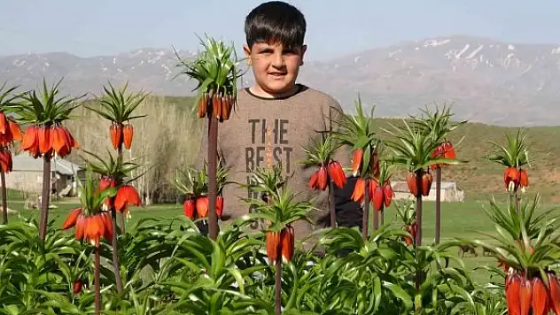 Ters laleler kendine hayran bıraktı