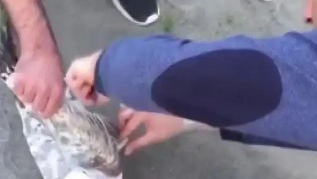 Sahte yeme martı yakalandı