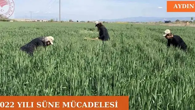 Süne mücadelesi devam ediyor