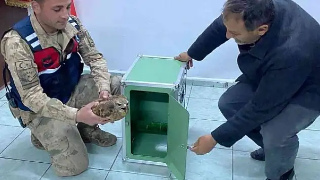 Yaralı kızıl şahin tedaviye alındı