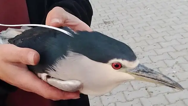 Yaralı  balıkçılı kuşu tedavi altına alındı