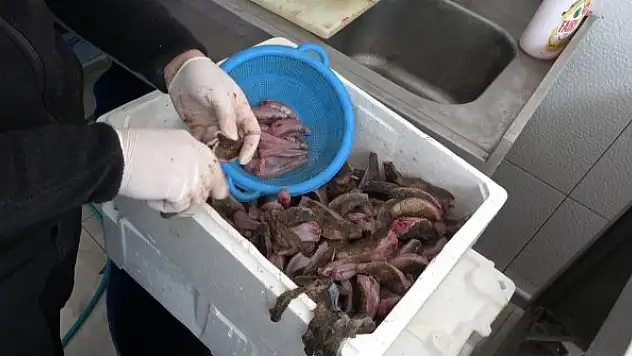 Denizin ısınmasıyla 'çarpan' balığı kendini gösterdi