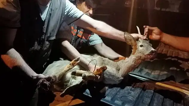 Yaralı bulunan karaca tedavi altına alındı