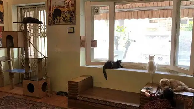 Canlı kedi müzesi büyük ilgi görüyor
