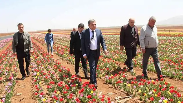 Açan laleler tarlayı renk cümbüşüne çevirdi