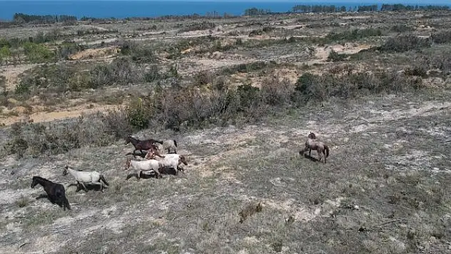 Dron gören yılkı atlarının şaşkınlığı