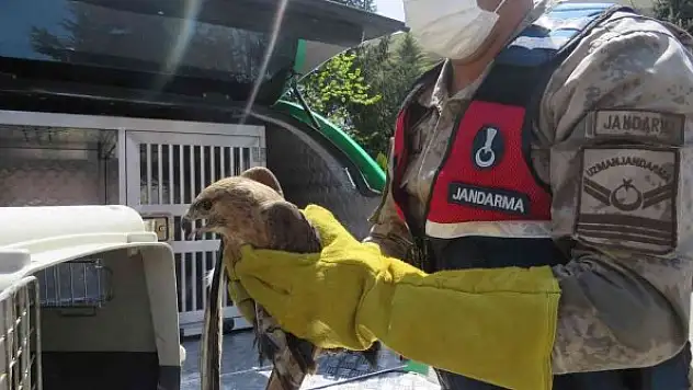 Yaralı kızıl şahin tedavi altına alındı