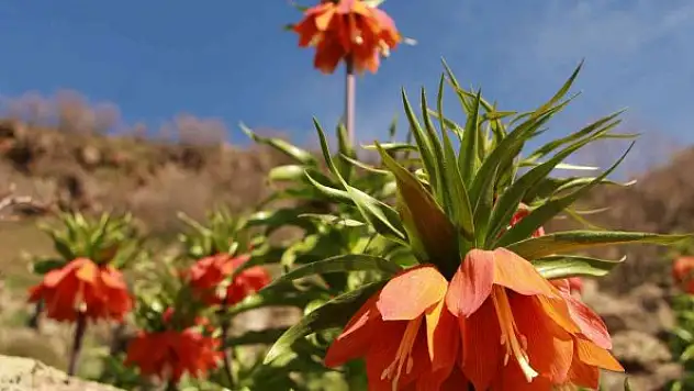 'Ağlayan Gelin'in görsel şöleni