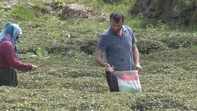 Doğu Karadeniz'i çay telaşı sardı