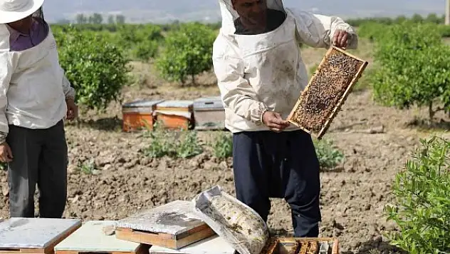 Sertifikalı kursiyerler hibe arı ile üretime başladı