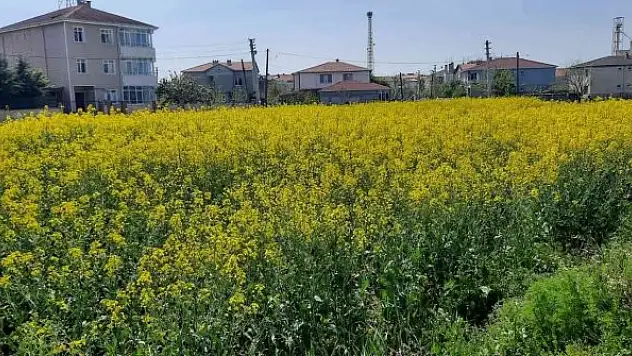 Kanola üreticilerine uyarı mesajı