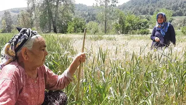 Fatma ninenin buğday tarlasını zehir sıkarak kuruttular