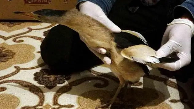 Nesli tükenmekte olan 'balaban kuşu' bulundu