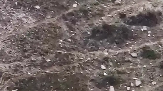 Domuz ve yavruları görüntülendi