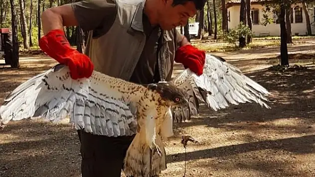 Yılan Kartalı doğaya salındı