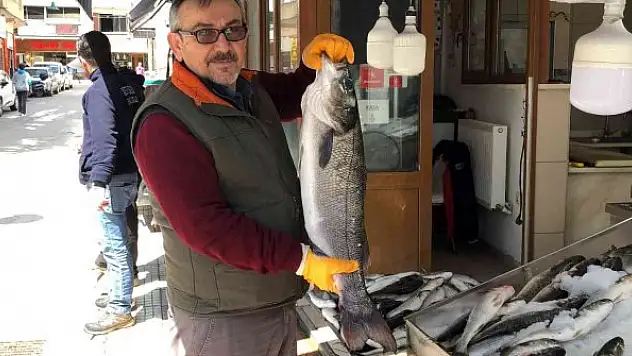 Balıkçı ağlarına 7 kiloluk levrek takıldı