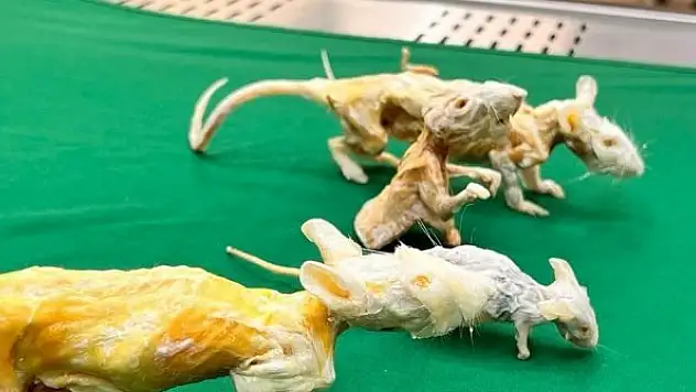 Kadavraların ömrünü uzatan teknik geliştirildi