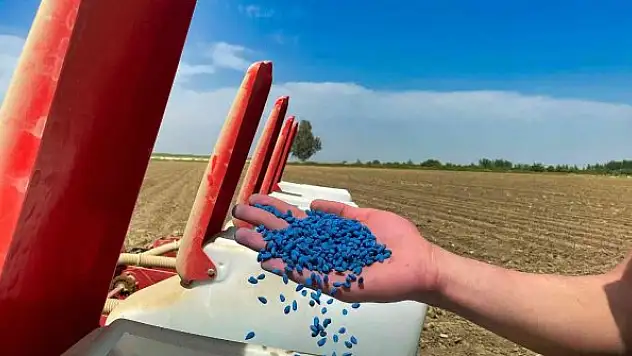 Pamuk yeniden boy verecek