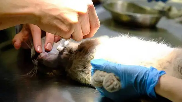 Beşinci kattan düşüp çenesi kırılan kedi sağlığına kavuştu