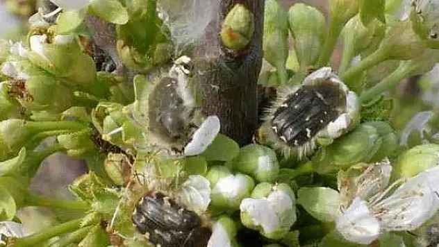 Meyve üreticilerine 'Bakla zınnı' böceği zararlısıyla mücadele uyarısı