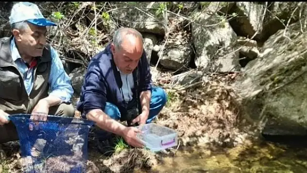 Elazığ'da benekli semender izleme çalışması yapıldı