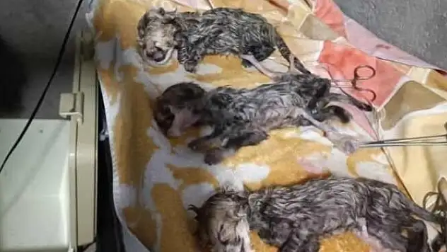 Asya çitası 3 yavru dünyaya getirdi