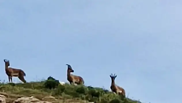 Koruma altındaki dağ keçileri görüntülendi