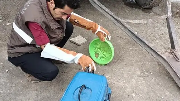 Cüce yarasa tekrar doğaya bırakıldı