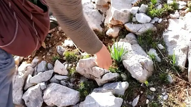 Sarp dağlarda yetişen eşsiz lezzet: 'Çiriş otu'