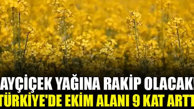 Ayçiçek yağına rakip olacak! Türkiye'de ekim alanı 9 kat arttı